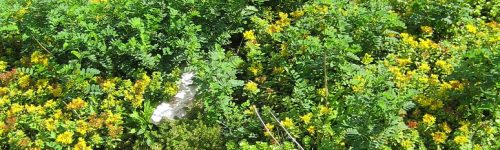 Sedum Garage Roof